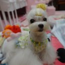 트윙클 펫샵 이미지