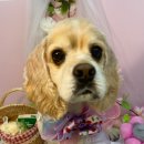 몽블링펫살롱 이미지