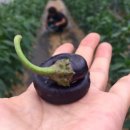 지현농장 이미지