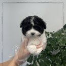 명애견센터 이미지