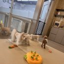 엔젤라독 | 대구애견호텔 특별한 반려견 돌봄 경험, 엔젤라독 후기