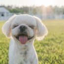 파라독스글램핑 이미지