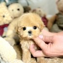 행복한 강아지 이미지