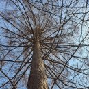 낙엽송(일본잎갈나무) 이미지