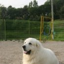 독(DOG)도 이미지