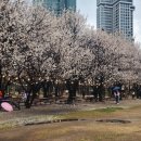 살구꽃가든 이미지