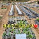 산아래농장 | 별내 주말농장 후기 :: 바베큐장도 있는 ‘산아래농원’ 완전 추천해요❤️ (노원 주말농장 분양 가격)