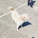 이어도관광승마장 | 제주 성산일출봉 근처 이어도 승마장, 초원에서 즐기는 외승 승마 체험 후기 (가성비 최고, 코스 선택...