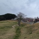 동래우체국 | 동래읍성 벚꽃 개화 및 만개시기 현재 벚꽃 상황 산책코스 포토존 주차 방문시간 후기