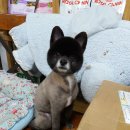 더 도그맘 이미지