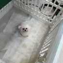 멍냥살롱 이미지