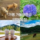 정원목장 | 가평 가볼만한곳 양떼목장 후기 수국축제 주차 입장료