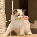 얌얌불닭발 이미지