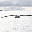 알바트로스 이미지