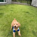 굿나잇도그 | 🇷 🇪 🇻 🇮 🇪 🇼 _ 무안 애견동반 펜션 추천 숙소, 굿나잇도그