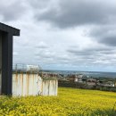 318 | 제주도 우도 당일치기 유채꽃 명소 카페 밭318 내돈내산 방문 후기