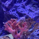 인어 | [부산/해운대] 부산 해운대 아쿠아리움 후기 (+인어공연 꿀팁