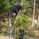 반달곰 가족 이미지