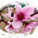 배꽃농장 이미지