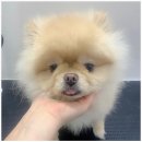 펫스탑 이미지