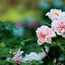 메밀꽃달빛내리다 죽전점 | 꽃 14 13 보래봉 9 축제 메밀꽃