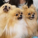 견우애견 이미지