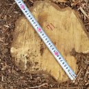 아까시나무(34살)-071-은평구 봉산 편백나무 숲 확장공사로 벌목된 나무 기록 이미지