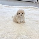 말티푸분양 말티푸책임분양 청라강아지분양 도화동강아지분양 중구강아지분양 서구강아지분양 송도강아지분양 강아지무료분양 강아지책임분양 이미지