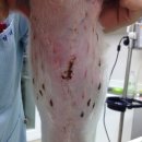 나루동물병원 이미지