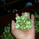 개다래효능 통풍치료법 개다래열매 효능있게 먹는법 개다래부작용 없애는법-자연산개다래 이미지