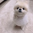 메씨엘리 이미지