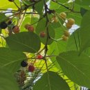 아랫배랭이 이미지