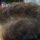 자르세헤어 이미지