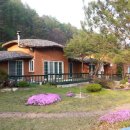 황토버섯 이미지