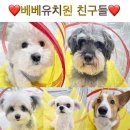 베베호텔 유치원 & 애견스파 이미지