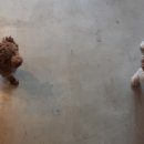 까네지노 이미지