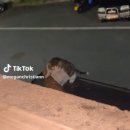 복덩이복권 이미지