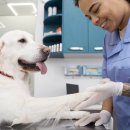 조이동물병원 이미지