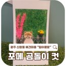신창지구 애견미용 포메 곰돌이컷 전문샵, 털이몽땅 후기 🐶