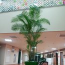 우솔초등학교 실내조경 이미지