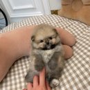 부산강아지분양 앨리펫 이미지