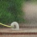 민들레약국 이미지