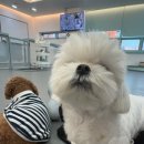 이화유치원 | 전주애견유치원 멍스쿨 강아지를 맡길 곳을 고민하는 분들께 공유합니다
