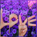 GS25거창가조점 | 거창 10월 가볼만한곳 감악산 아스타국화 축제 후기 (25년 9월 26일 방문기)