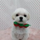 펫피파니 이미지