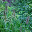 강아지풀 이미지