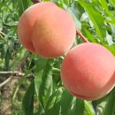 마교농장 이미지