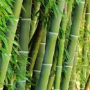 꿀잠자리 이미지