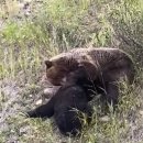 흑곰이다 이미지