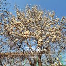 후천교~강변햇빛마을 | 김해 목련숲 실시간 주차장 소요시간 부산 근교 드라이브 여행지